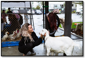 A picture containing outdoor, ground, mammal, dog

Description automatically generated
