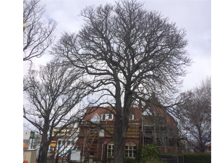 A tree with no leaves

Description automatically generated with low confidence