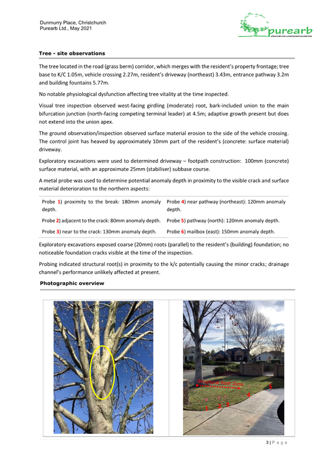 A close-up of a tree

Description automatically generated with low confidence