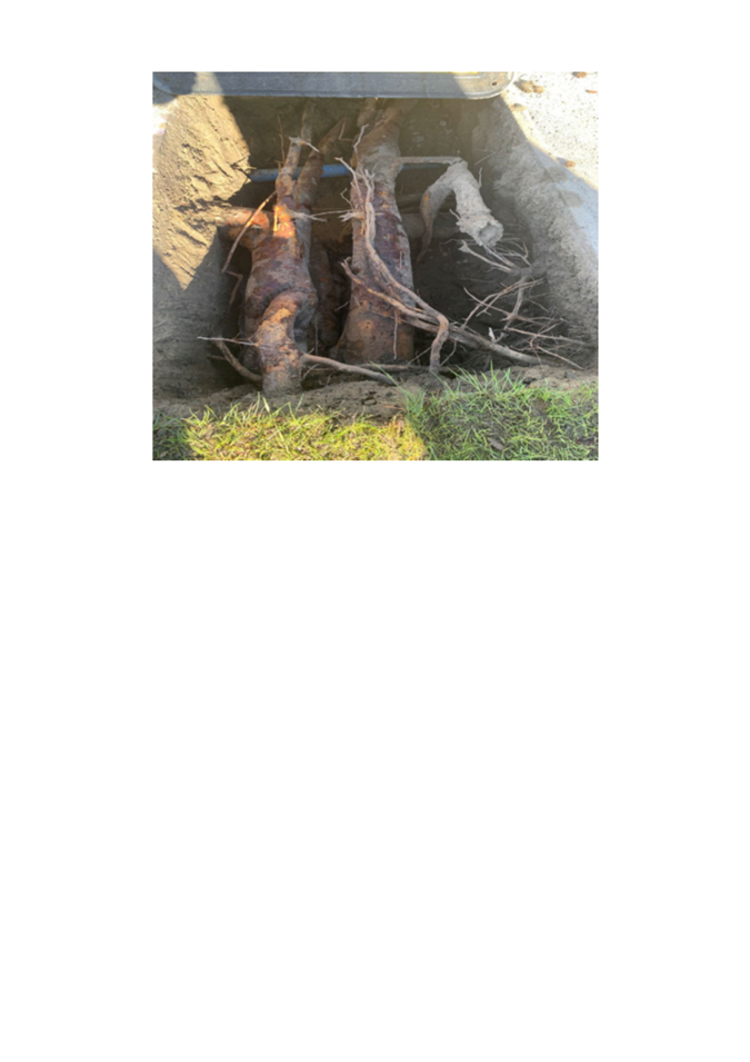 A close-up of roots

Description automatically generated