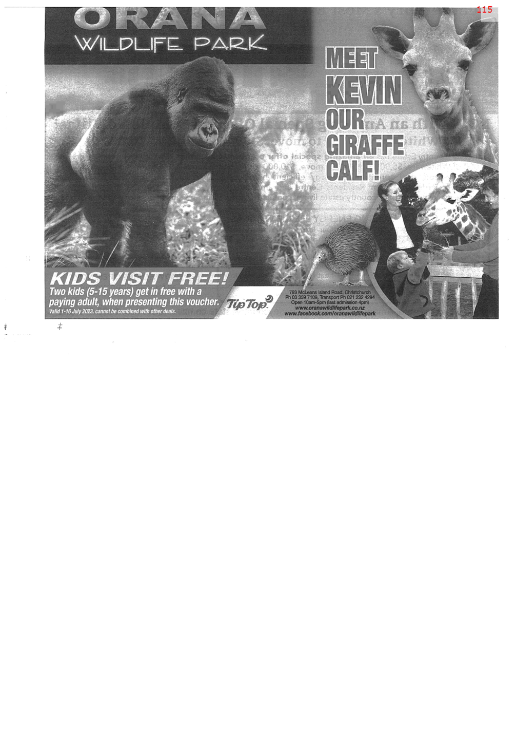 A black and white photo of a gorilla and giraffe

Description automatically generated