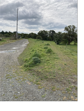 A road with grass and a pole

Description automatically generated