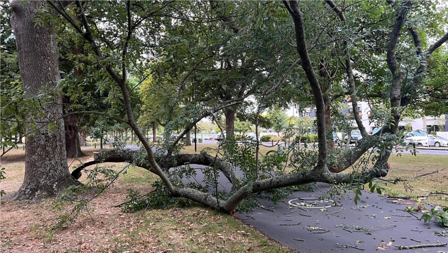 A tree fallen over a road

Description automatically generated