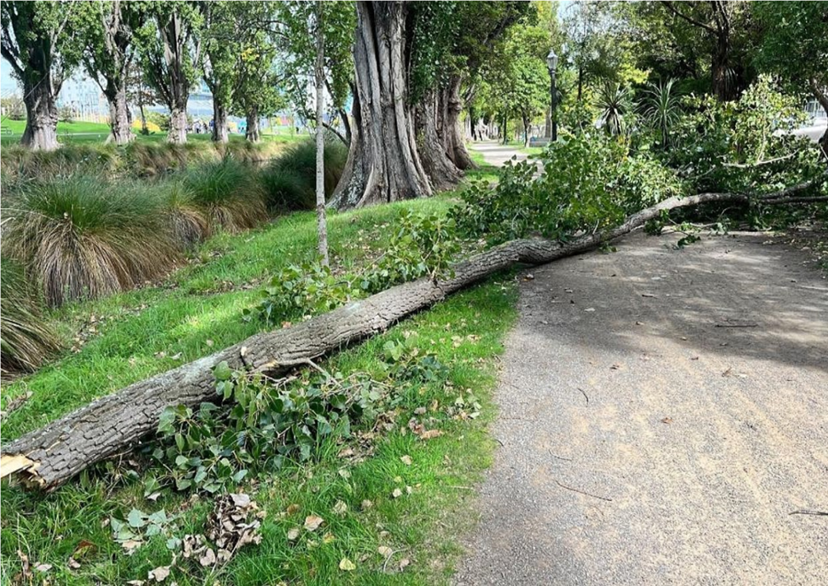A fallen tree on the side of a path

Description automatically generated
