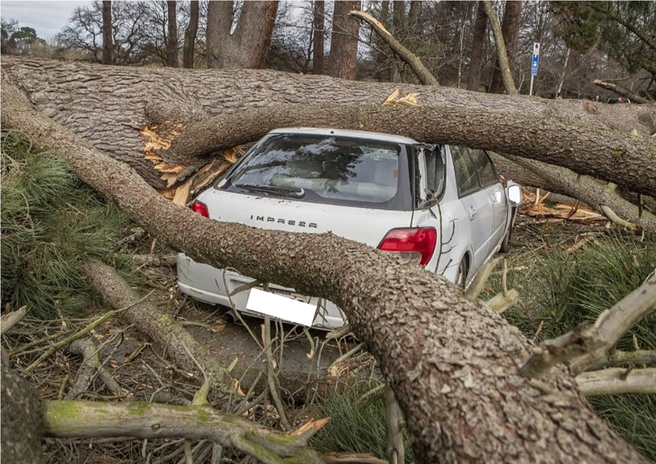 A car that has fallen tree

Description automatically generated