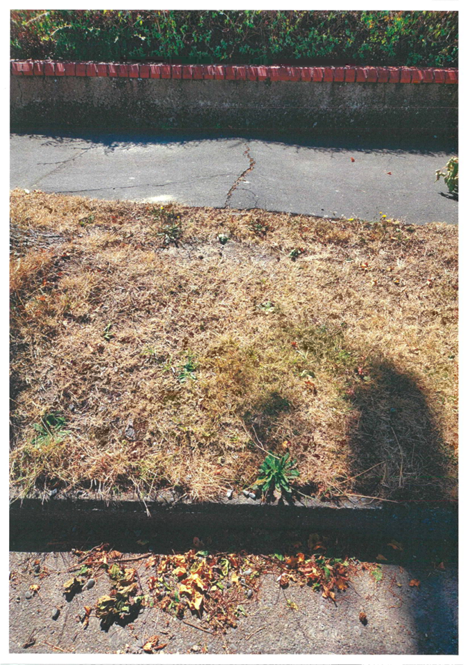 A patch of grass next to a road

Description automatically generated