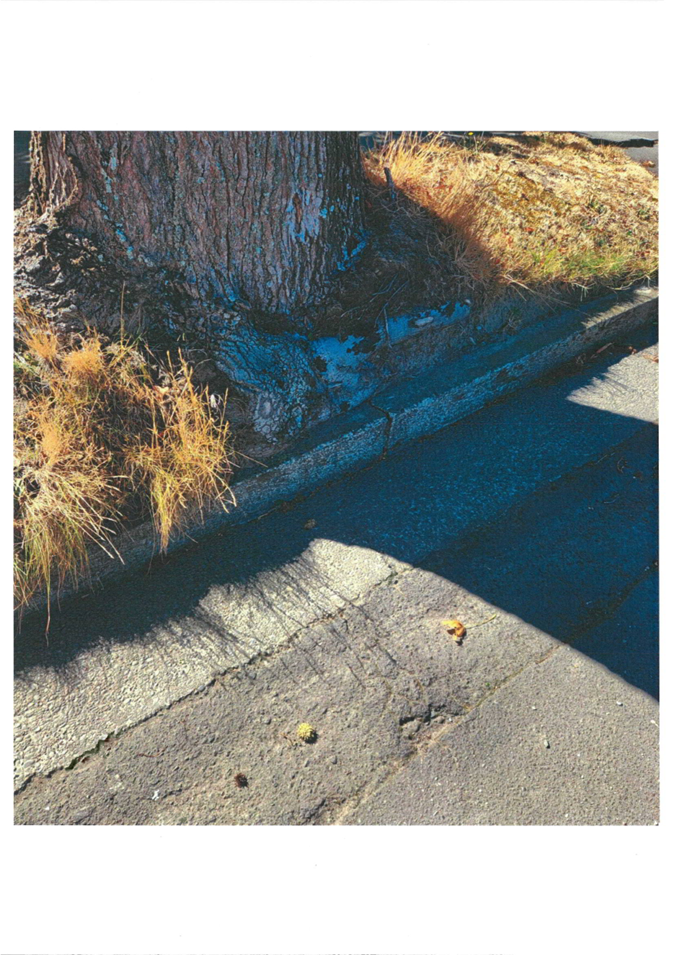 A tree trunk next to a sidewalk

Description automatically generated