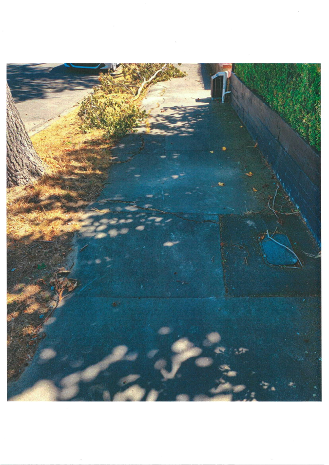 A sidewalk with a fallen tree

Description automatically generated