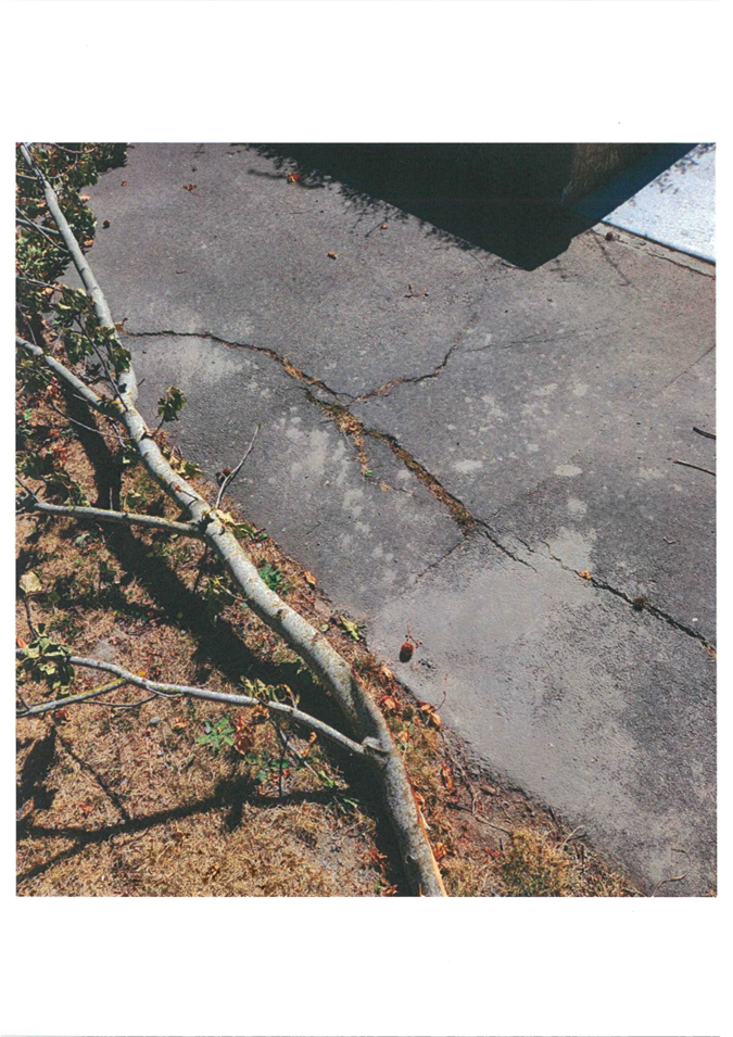 A tree branch on the ground

Description automatically generated