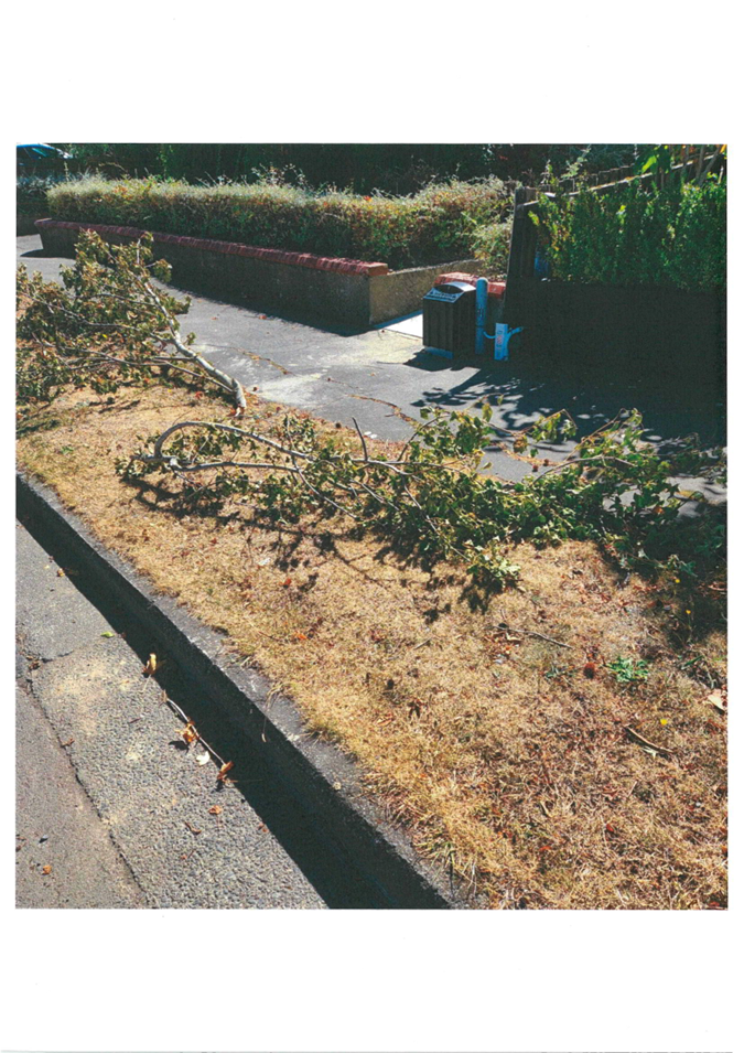 A fallen tree in a yard

Description automatically generated
