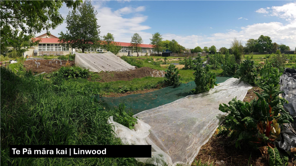A field with plants and a plastic net

Description automatically generated with medium confidence