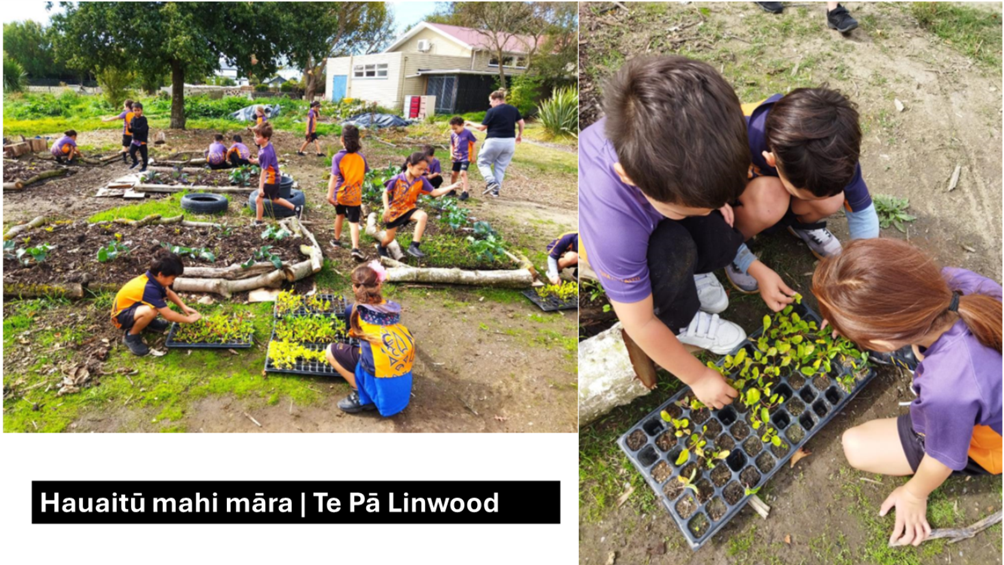 A group of kids planting plants

Description automatically generated