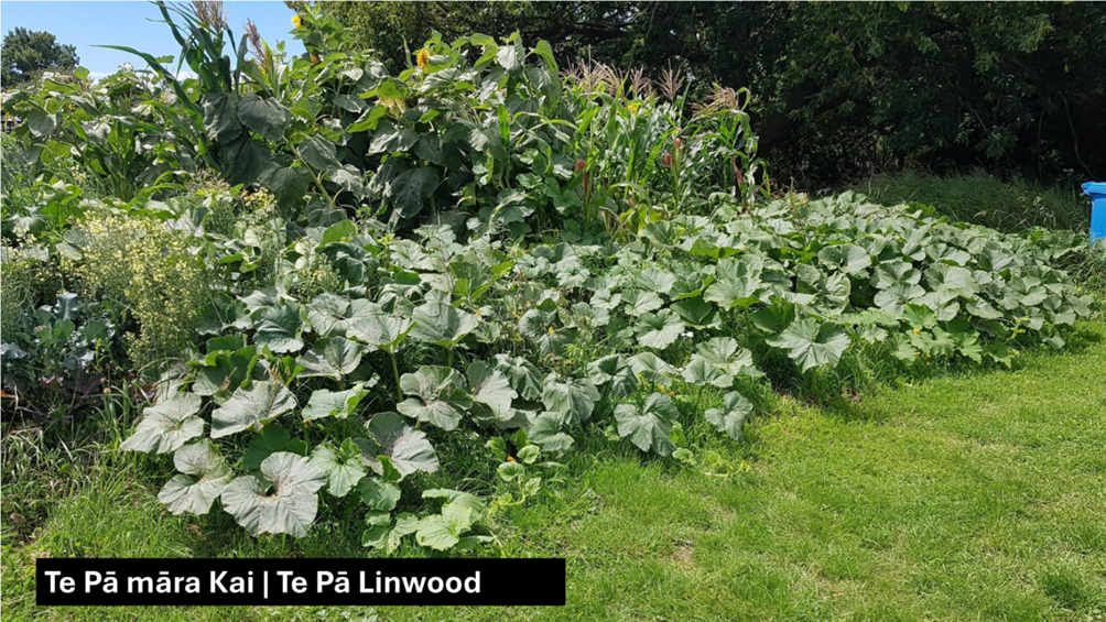 A green plants in a garden

Description automatically generated