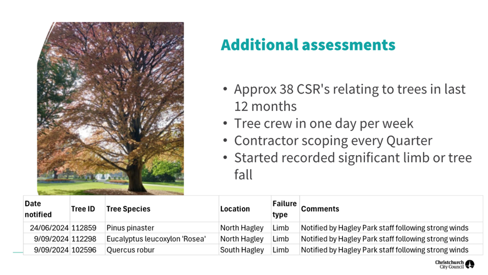 A tree with brown leaves

Description automatically generated