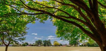 A tree with green leaves, with a large park in the background.
