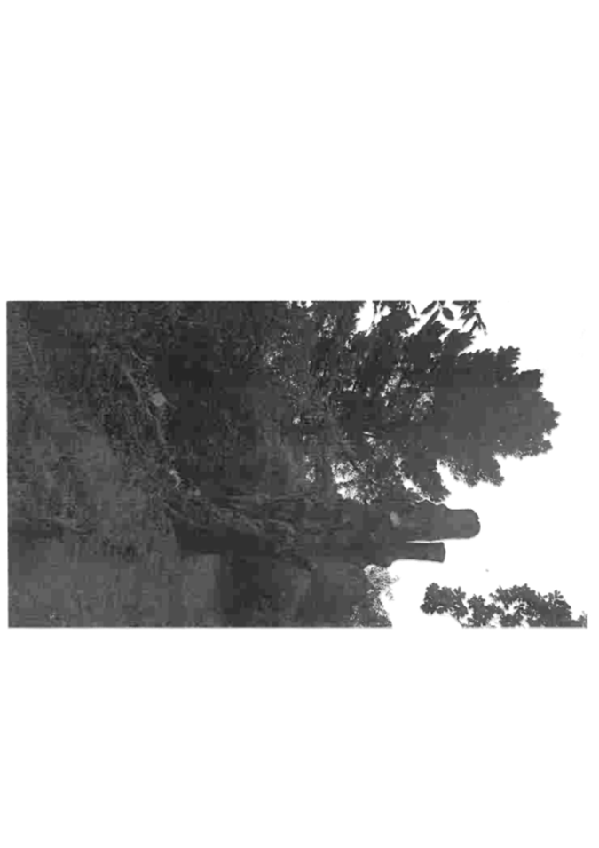 A black and white photo of a tree

Description automatically generated