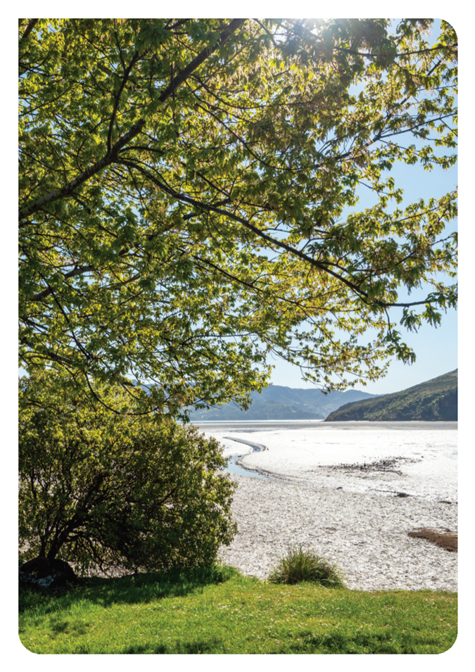 A tree next to a beach

AI-generated content may be incorrect.