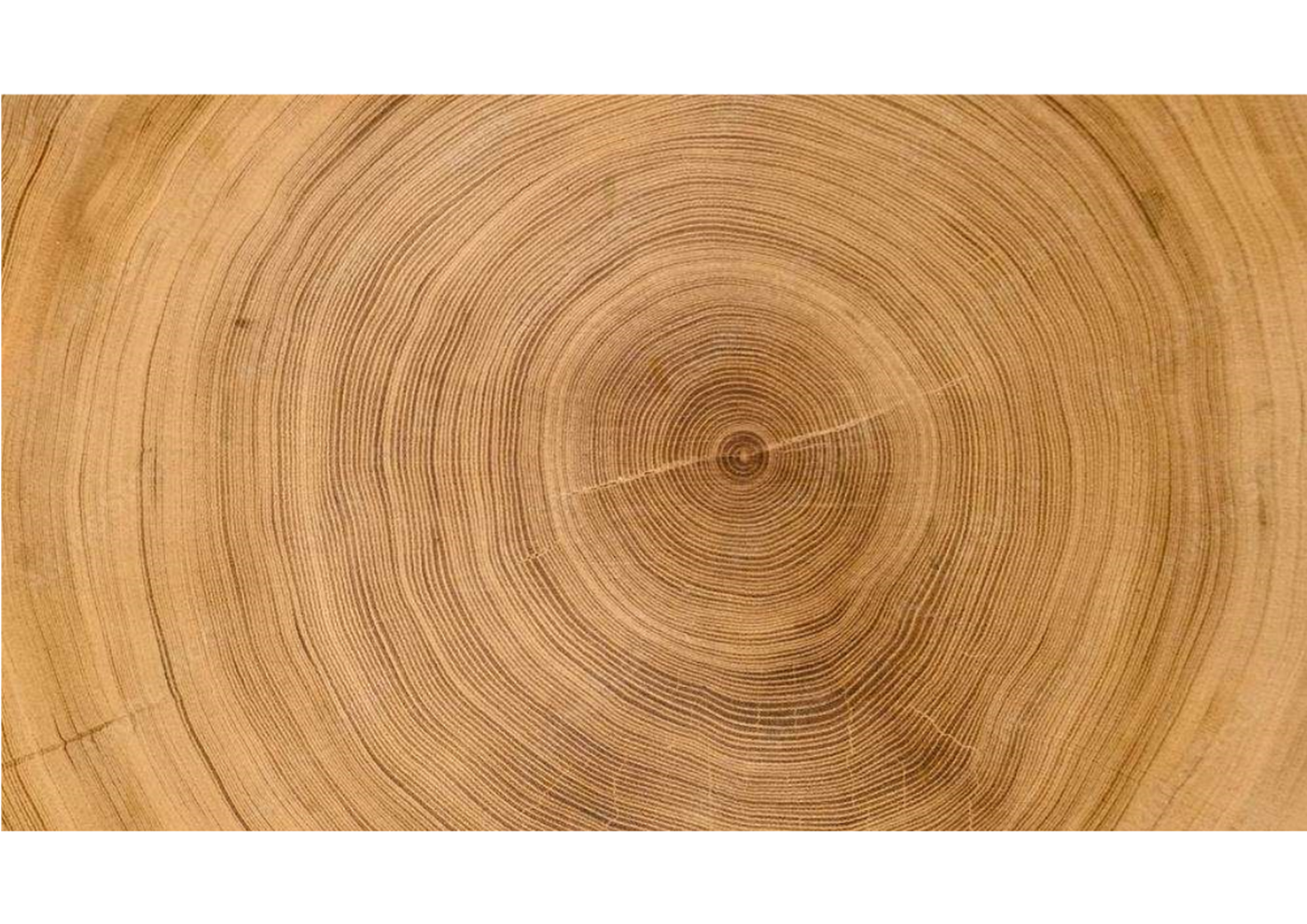A close-up of a tree stump

Description automatically generated
