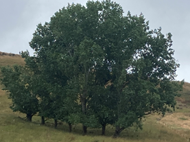 A group of trees in a field

Description automatically generated