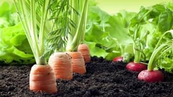 Carrots growing in the ground

AI-generated content may be incorrect.