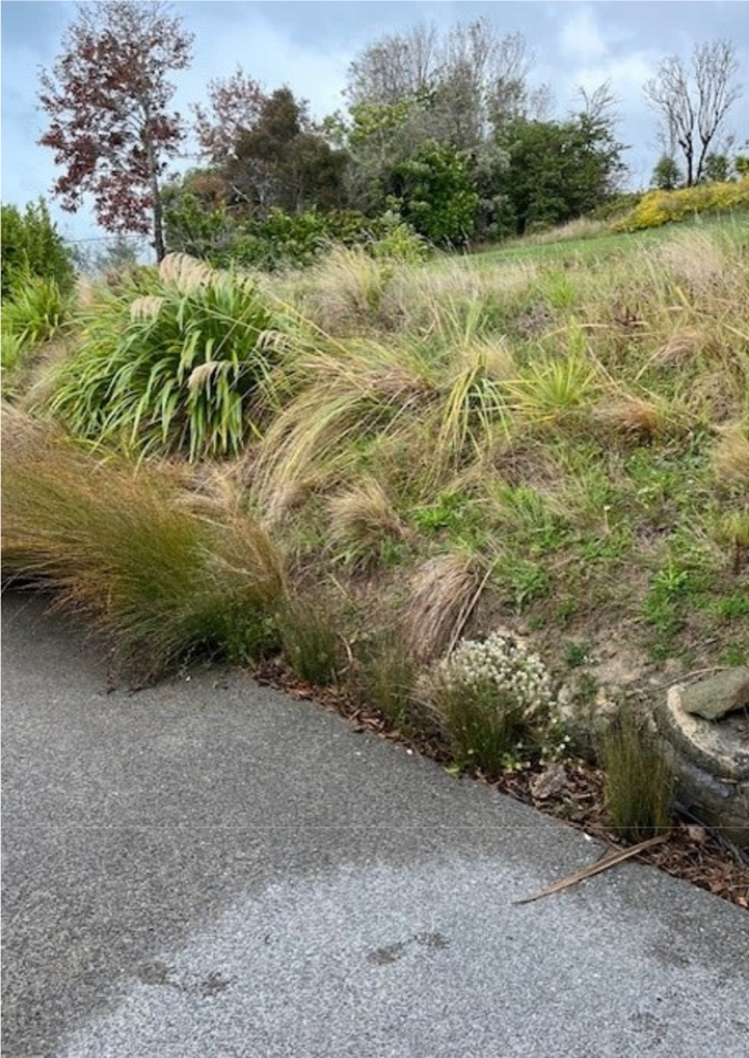 A path with grass and trees

AI-generated content may be incorrect.