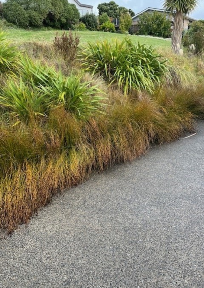 A road with grass and trees

AI-generated content may be incorrect.
