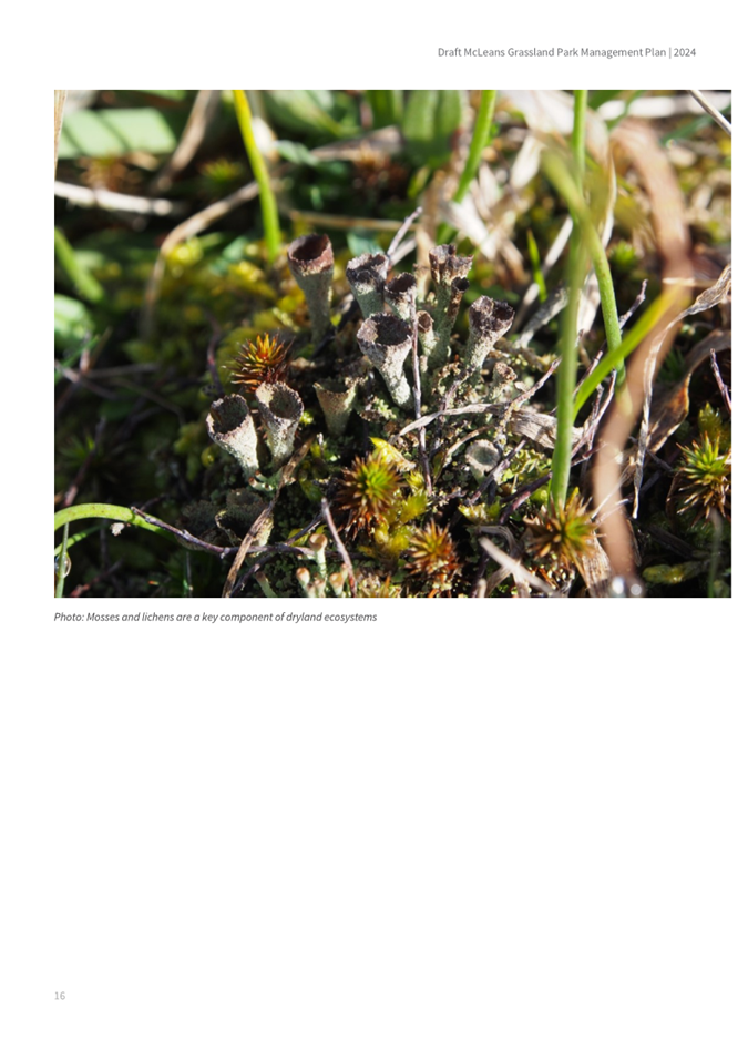 A close-up of a plant

AI-generated content may be incorrect.