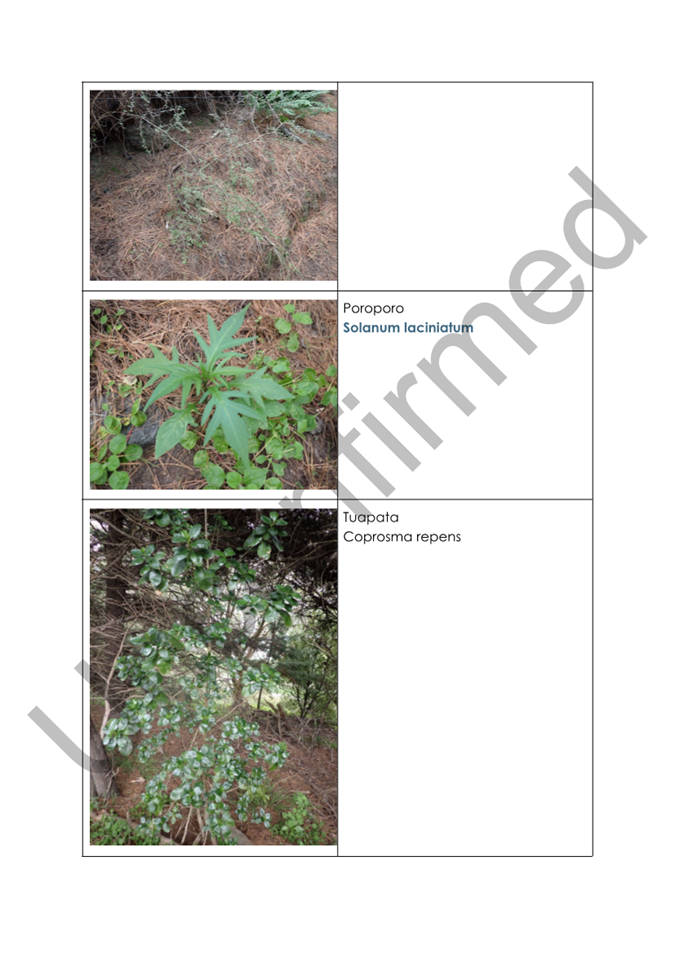 A collage of plants

AI-generated content may be incorrect.
