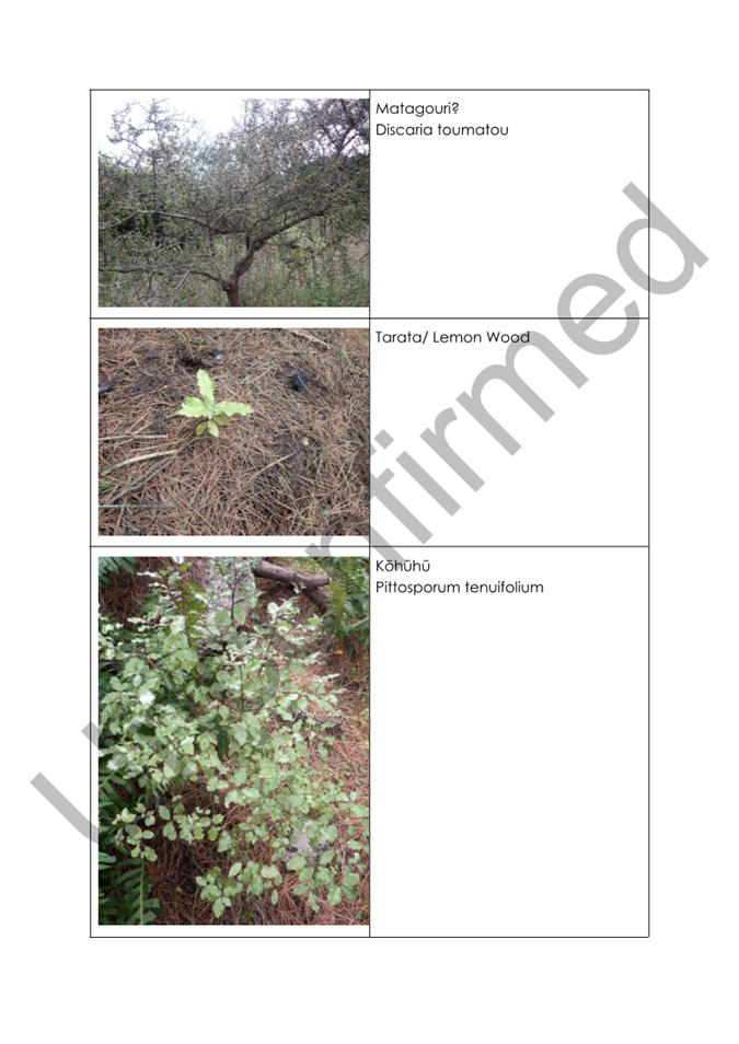 A collage of different plants

AI-generated content may be incorrect.