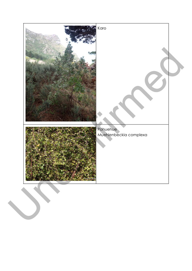 A close-up of a plant

AI-generated content may be incorrect.