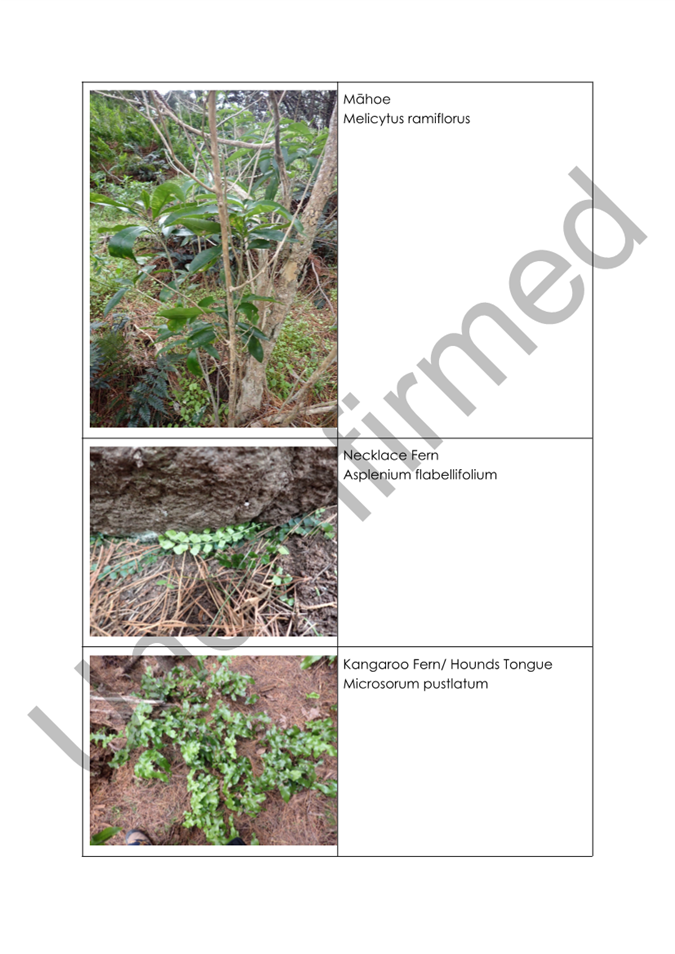 A close-up of a plant

AI-generated content may be incorrect.