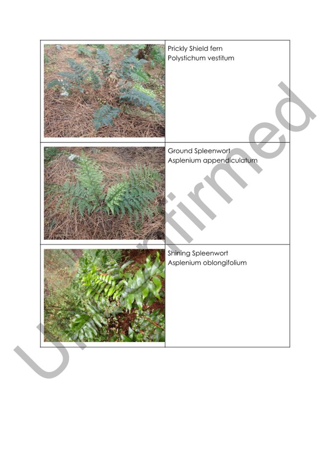 A collage of plants

AI-generated content may be incorrect.