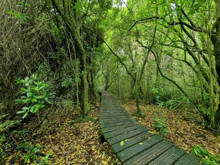 A wooden walkway through trees at Riccarton Bush
