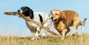 Two dogs running outside with a stick.
