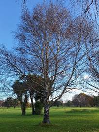 A tree in a field

AI-generated content may be incorrect.