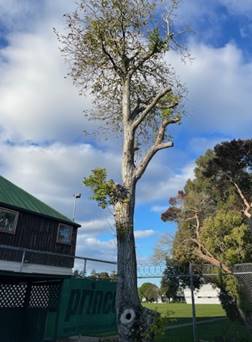 A tree with a blue sky and clouds

AI-generated content may be incorrect.