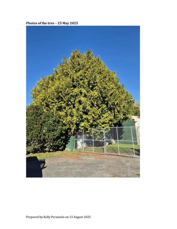 A tree next to a fence

AI-generated content may be incorrect.