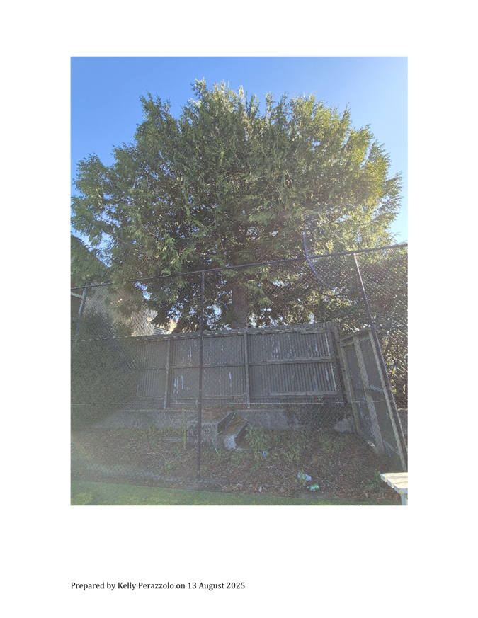 A fence and tree in the back

AI-generated content may be incorrect.