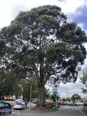 A large tree in a parking lot

AI-generated content may be incorrect.