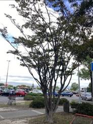 A tree with no leaves

AI-generated content may be incorrect.