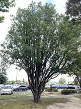 A tree in a parking lot

AI-generated content may be incorrect.