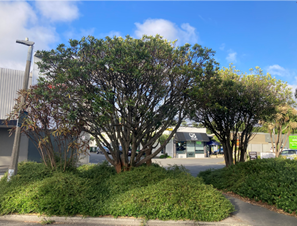 A group of trees in a parking lot

AI-generated content may be incorrect.